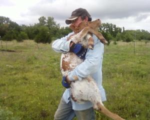 Hubby is the defending champion of the 2011 calf carry!